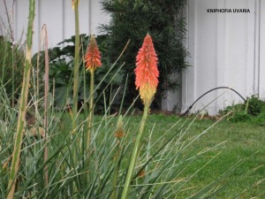 Kniphofia uvaria - blossom